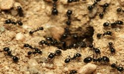 بالأدلة التجريبية.. إثبات وجود ذكاء جماعي لدى النمل!